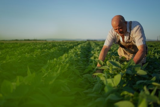 SAP Business One para o Agronegócio